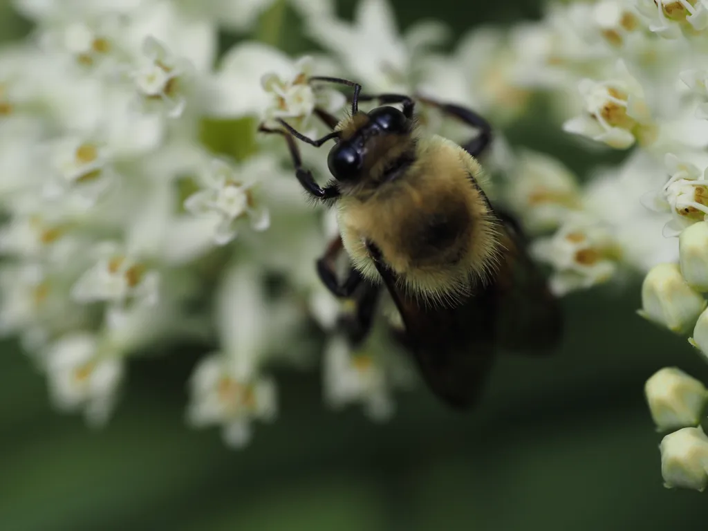 a bee on a flower