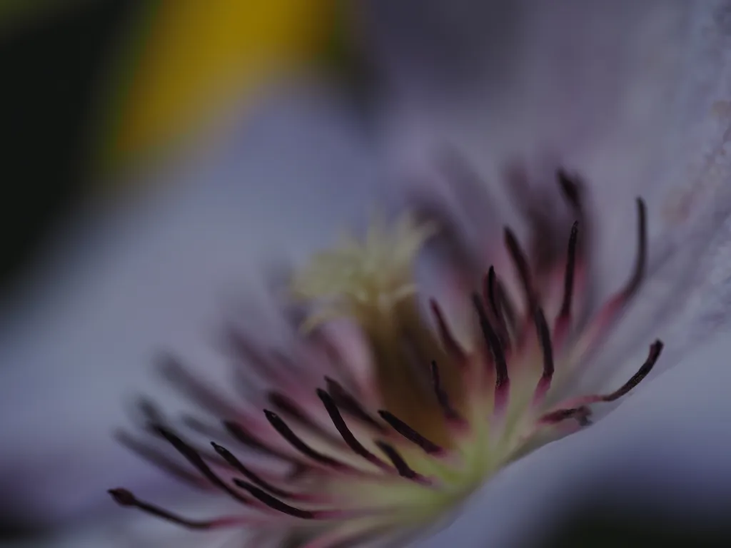 the center of a flower