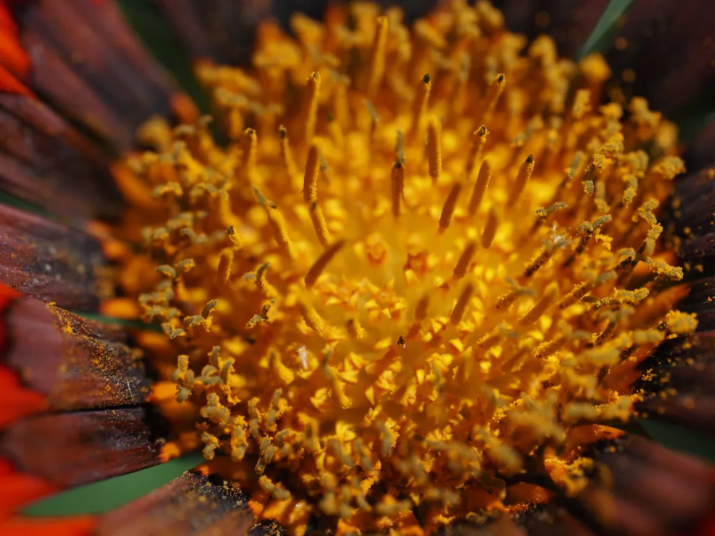 the center of a flower