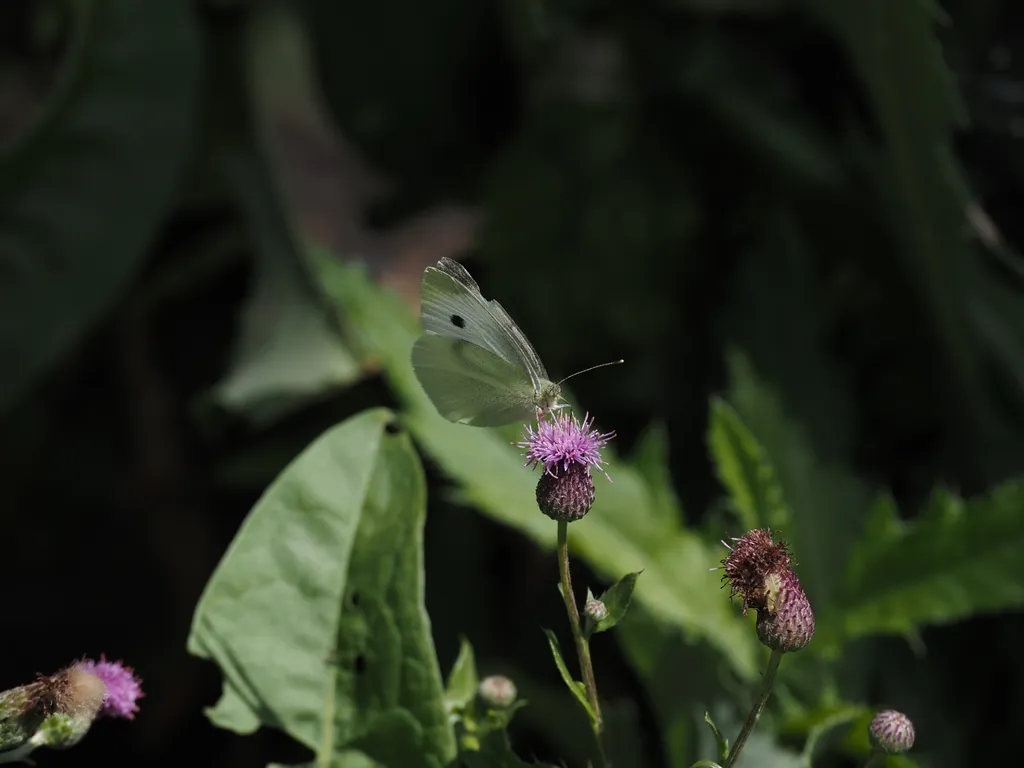 a butterfly on a thistle