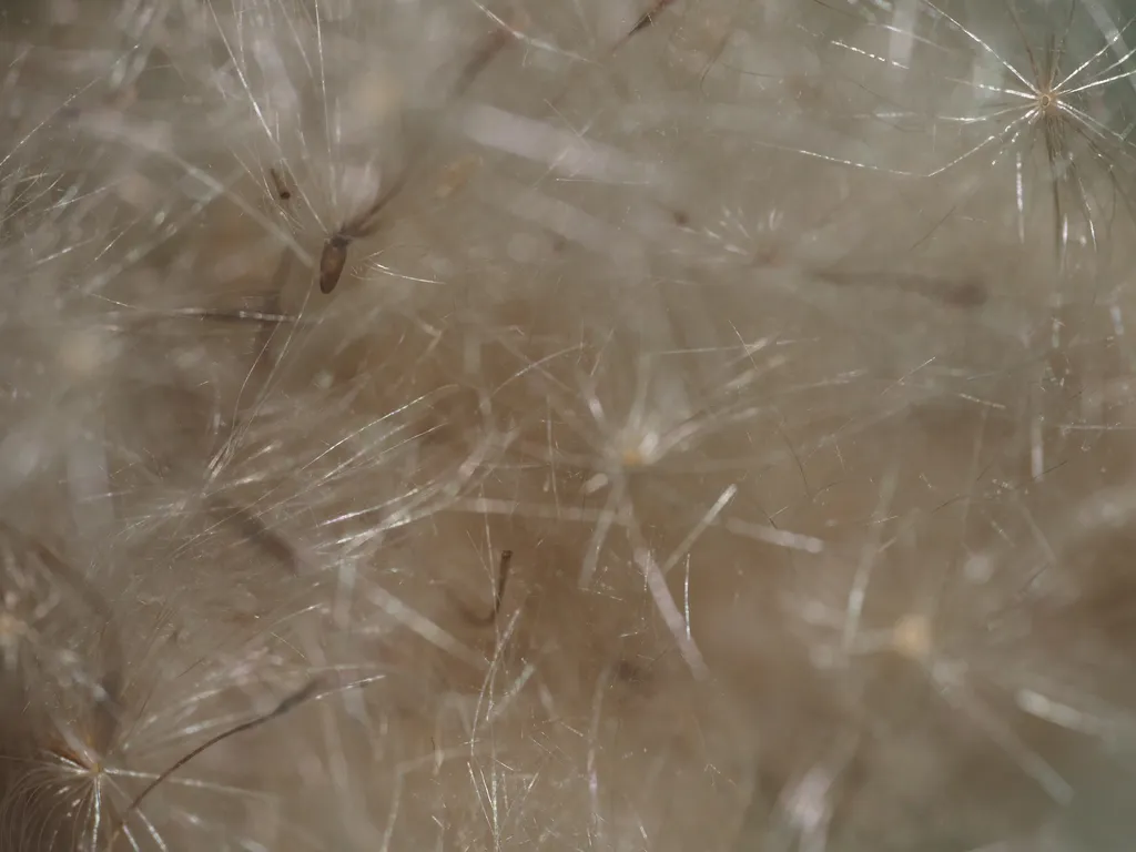 white fluffy seeds