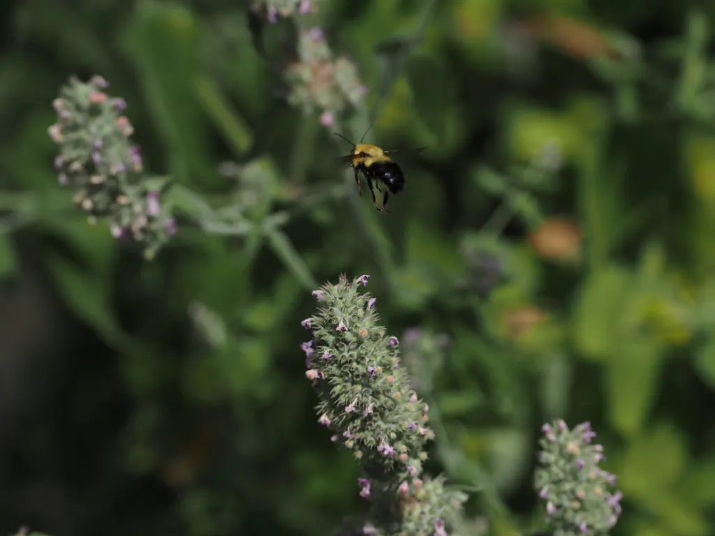 a bee flying to flowers