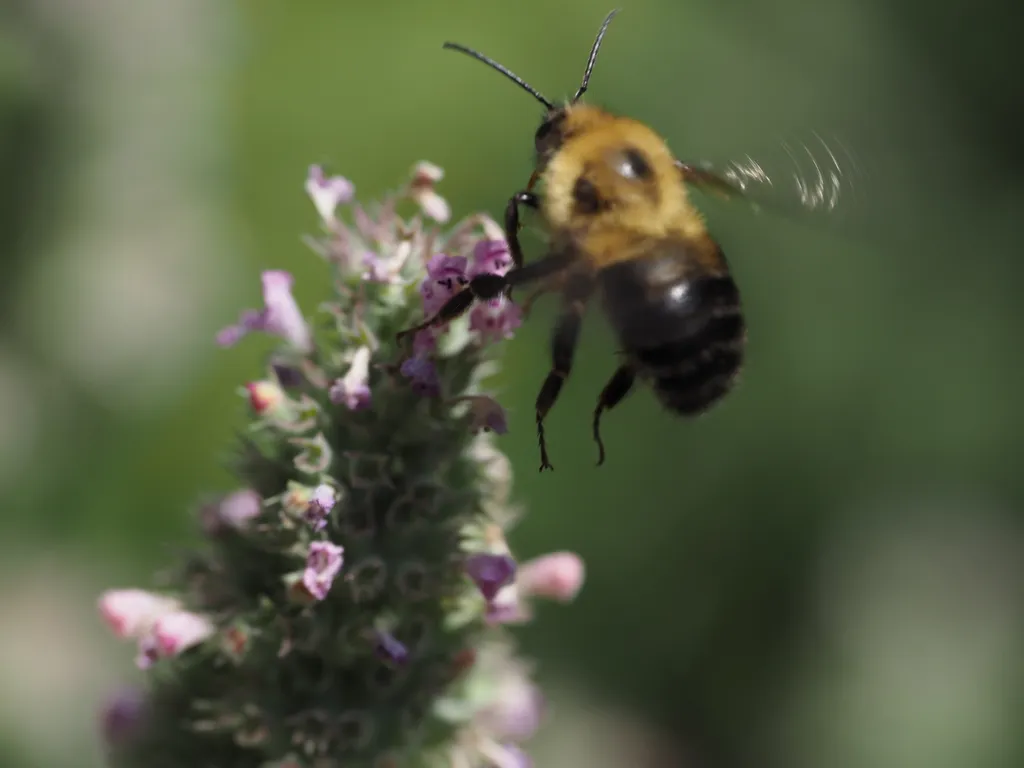 a bee flying to a flower