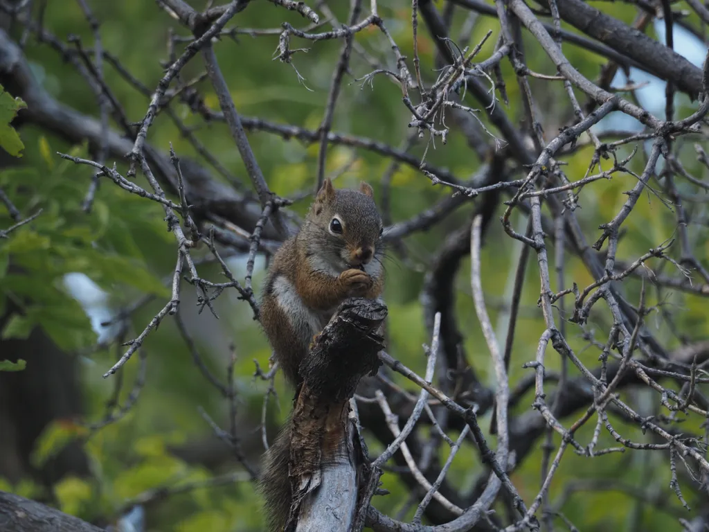 a squirrel eating at the edge of a branch