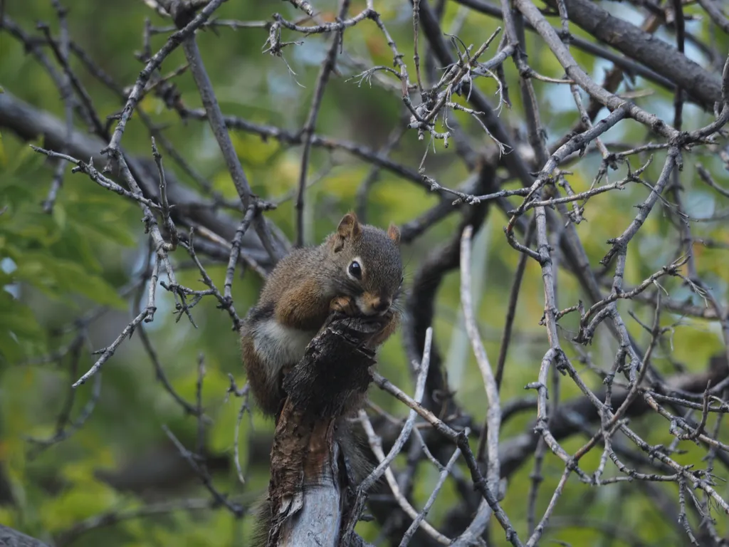 a squirrel at the edge of a branch