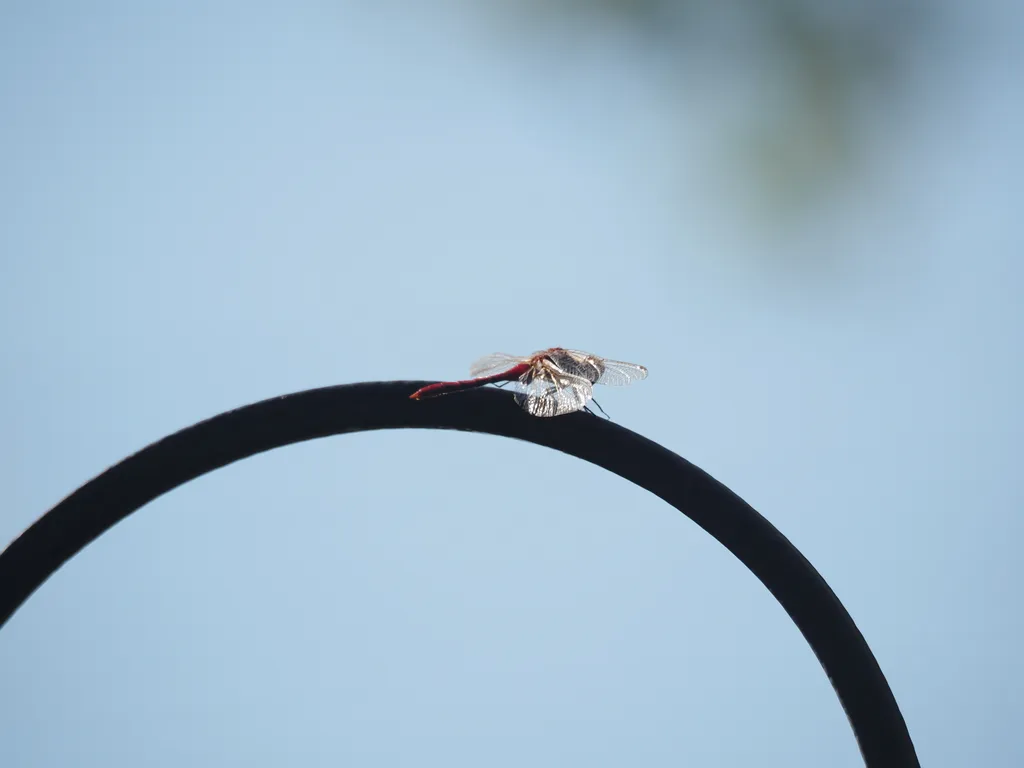 a dragonfly on a bird feeder