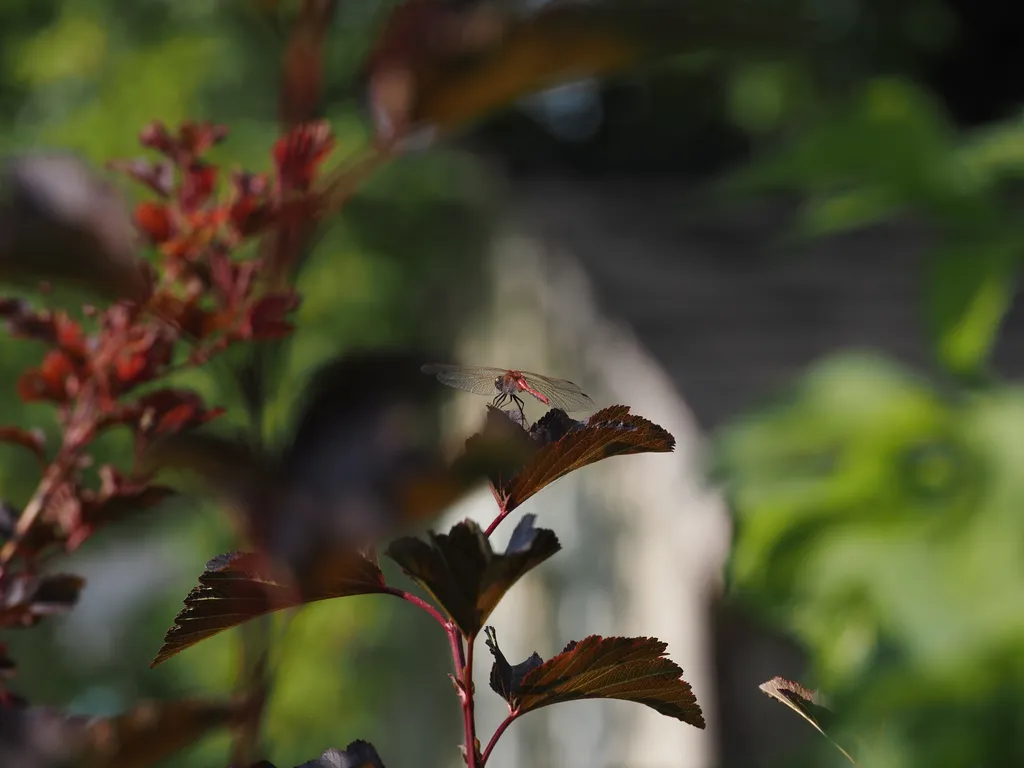 a dragonfly on a leaf