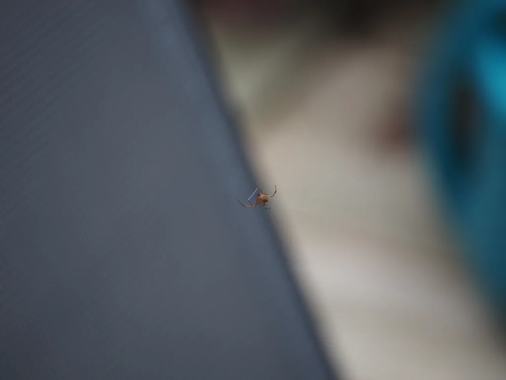 a spider hanging from a web