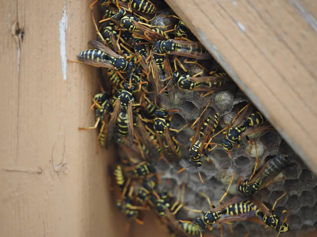 wasps on their nest