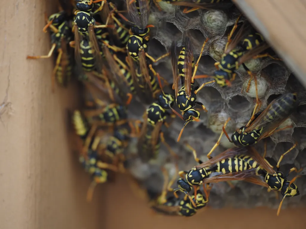 wasps on their nest