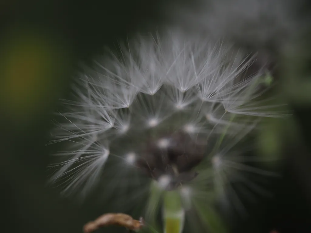 a thistle getting ready to seed