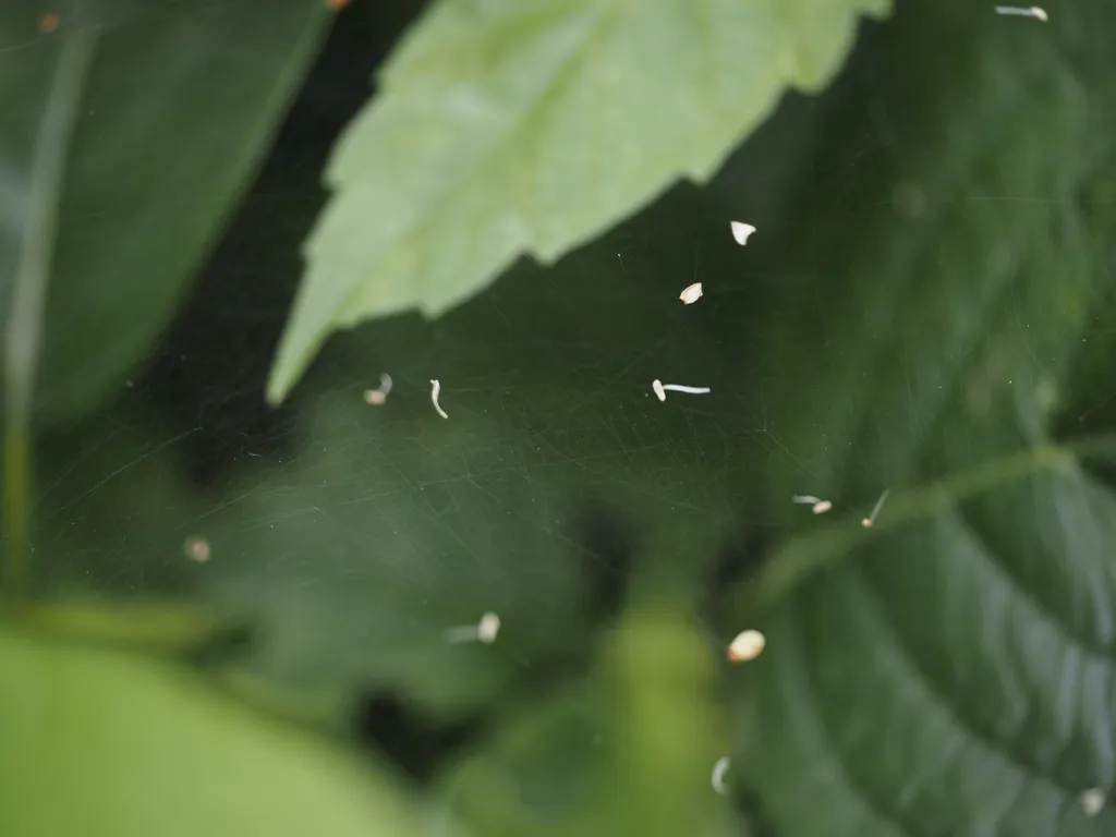 an intricate spiderweb