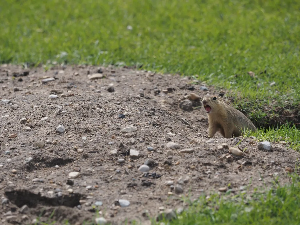 a ground squirrel in their hole