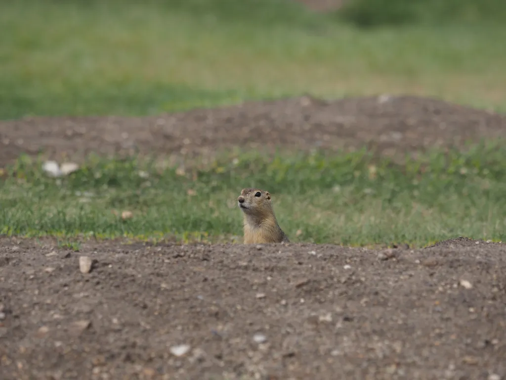 a ground squirrel in their hole