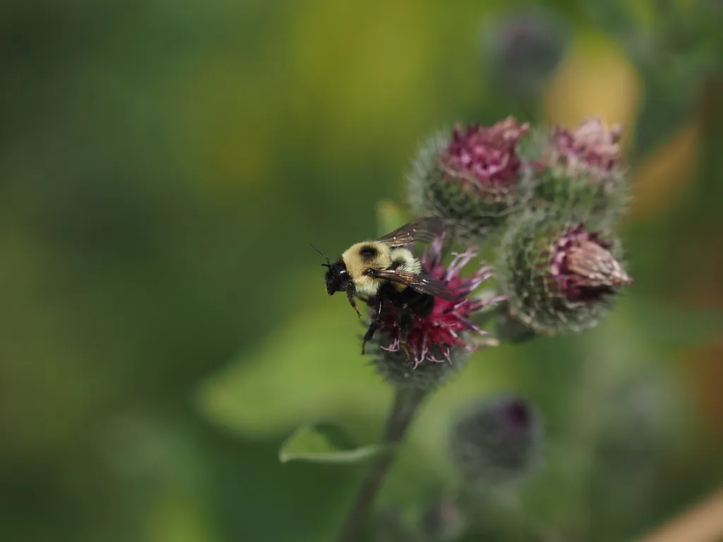 a bee on a thistle