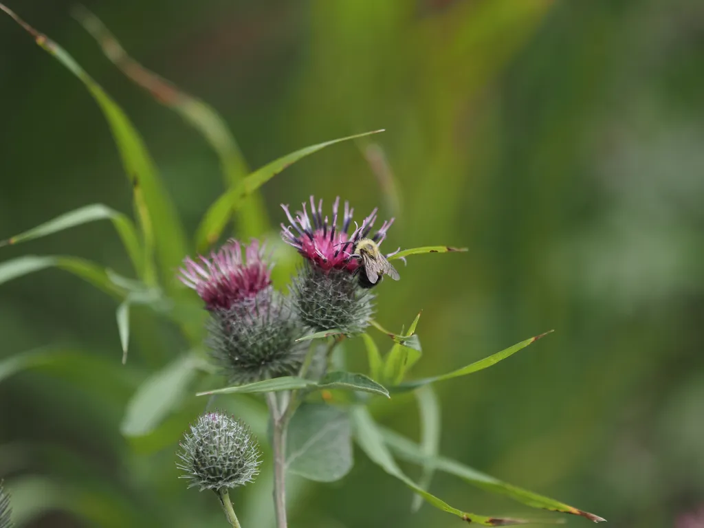 a bee on a flower