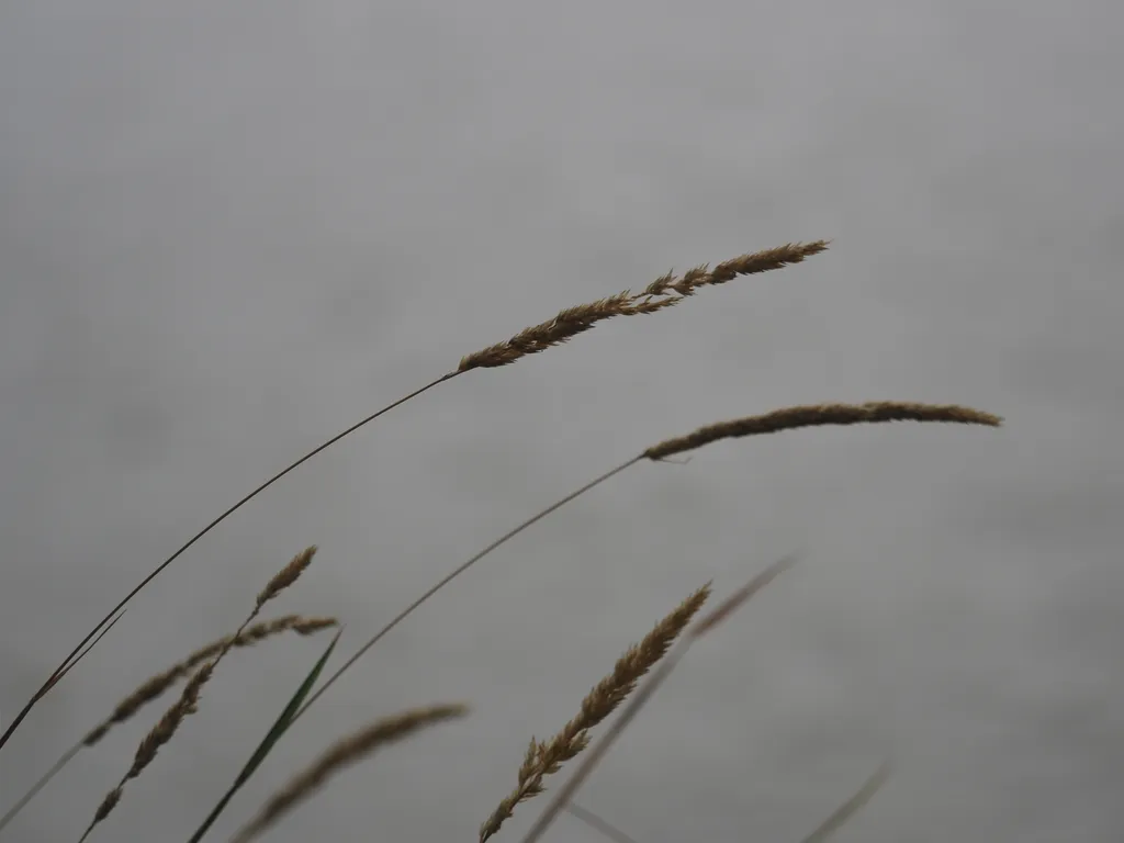 grass blowing in the wind by a river