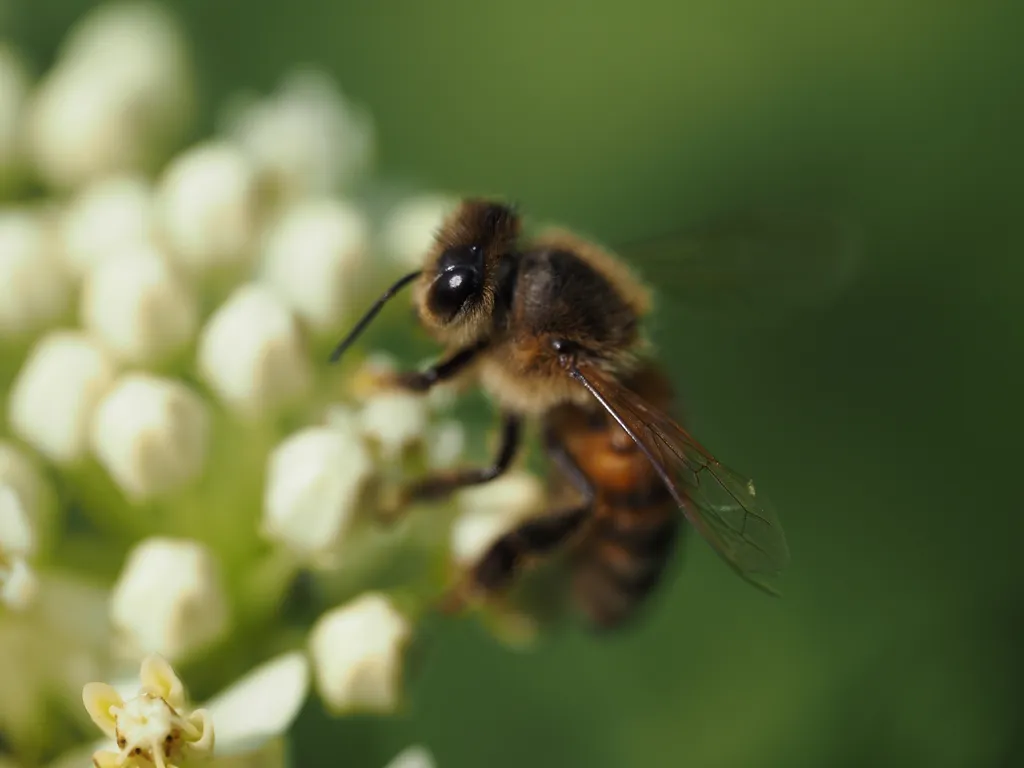 a bee on a flower