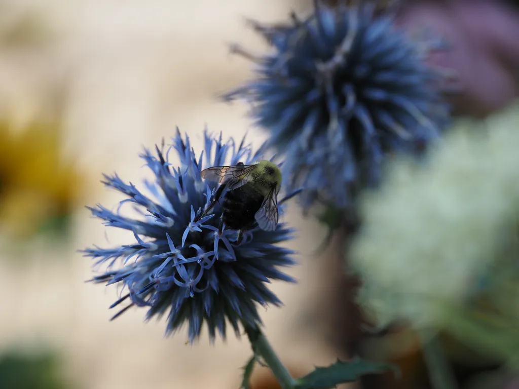 a bee on a flower