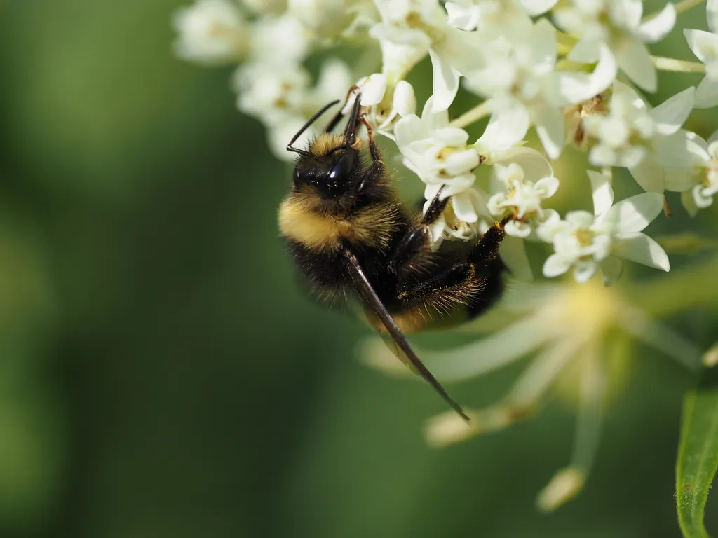 a bee on a flower