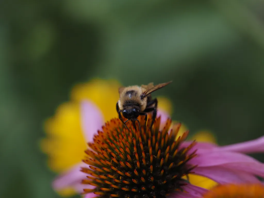 a bee on a flower