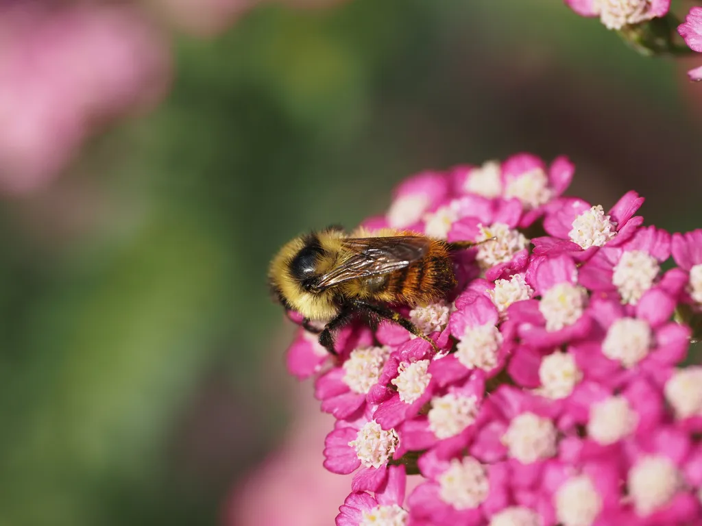 a bee on flowers