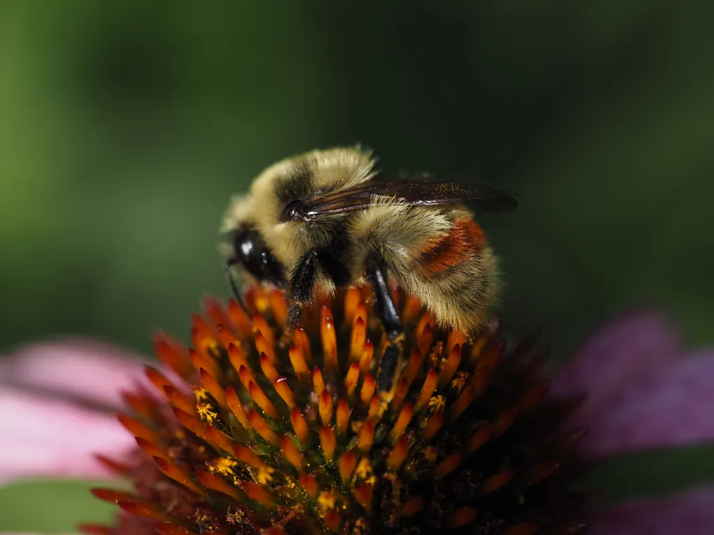 a bee on a flower