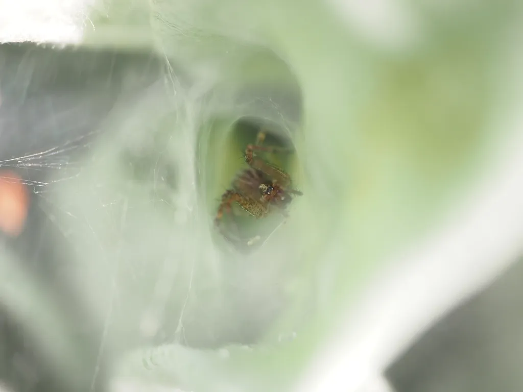 a spider in their tunnel-shaped web