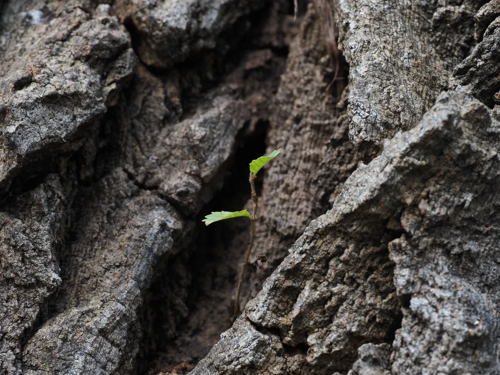 a twig sprouting from a big tree