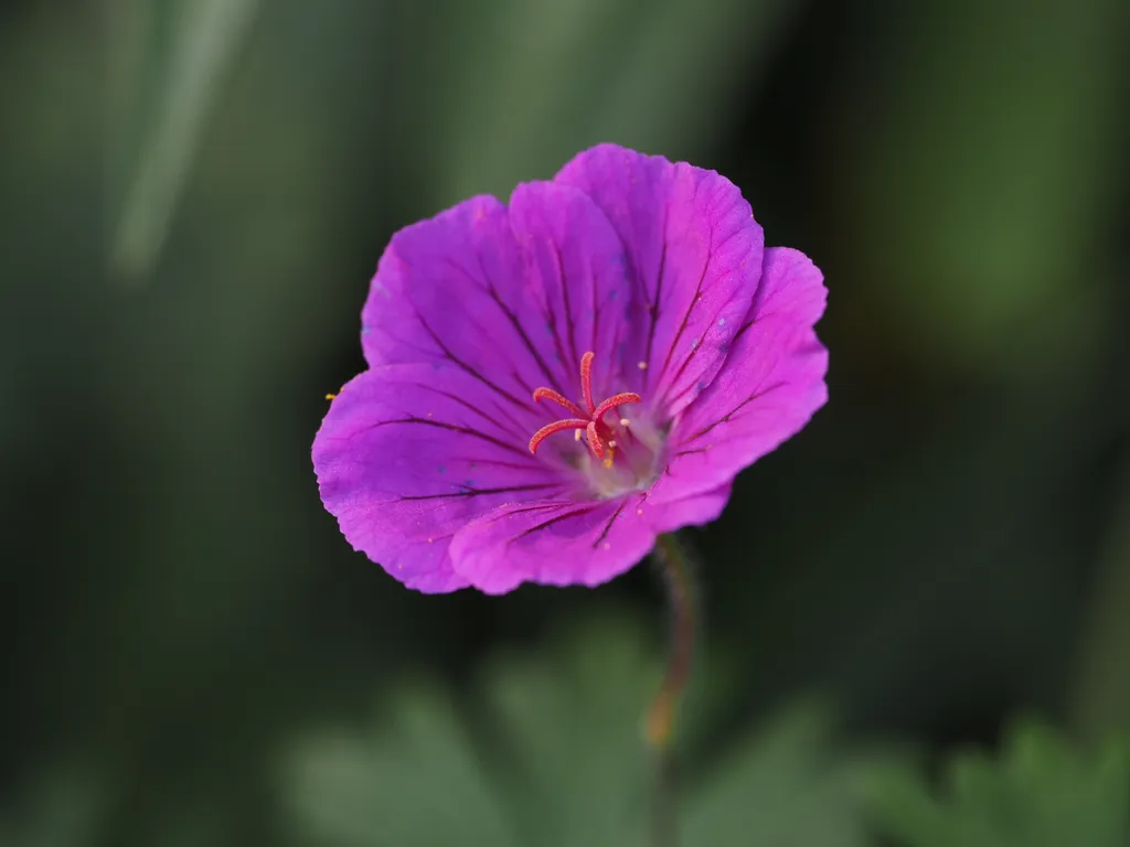 a purple flower