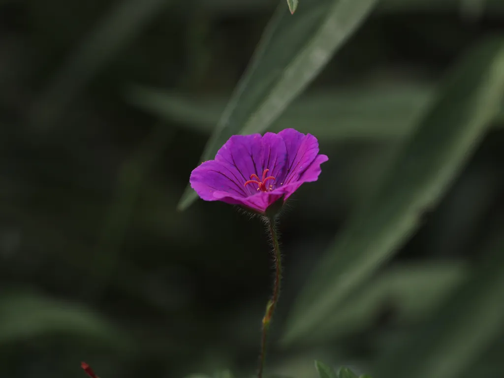 a purple flower