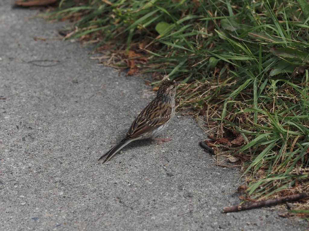 a sparrow on the sidewalk