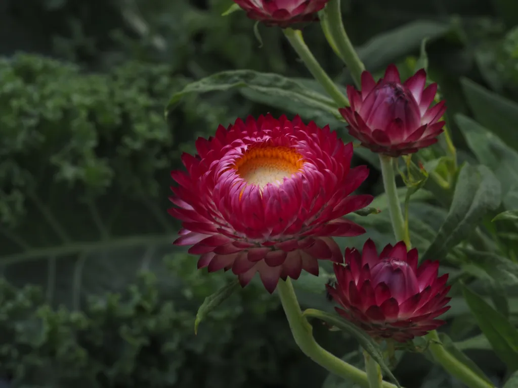 red flowers