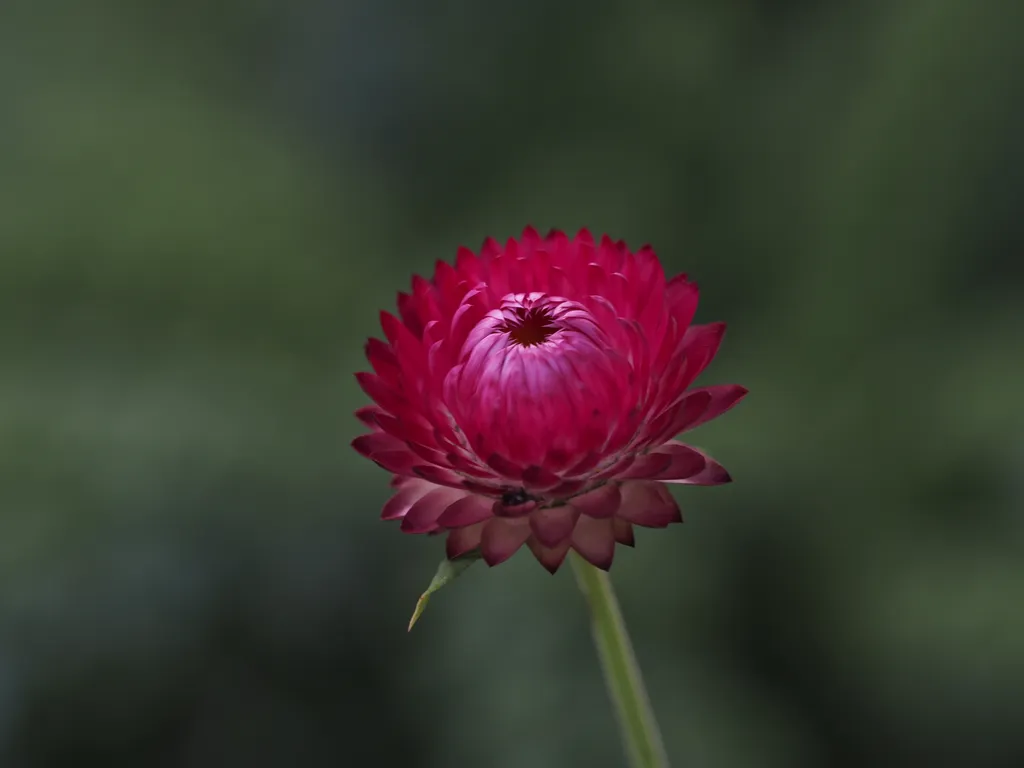 a red flower with many petals