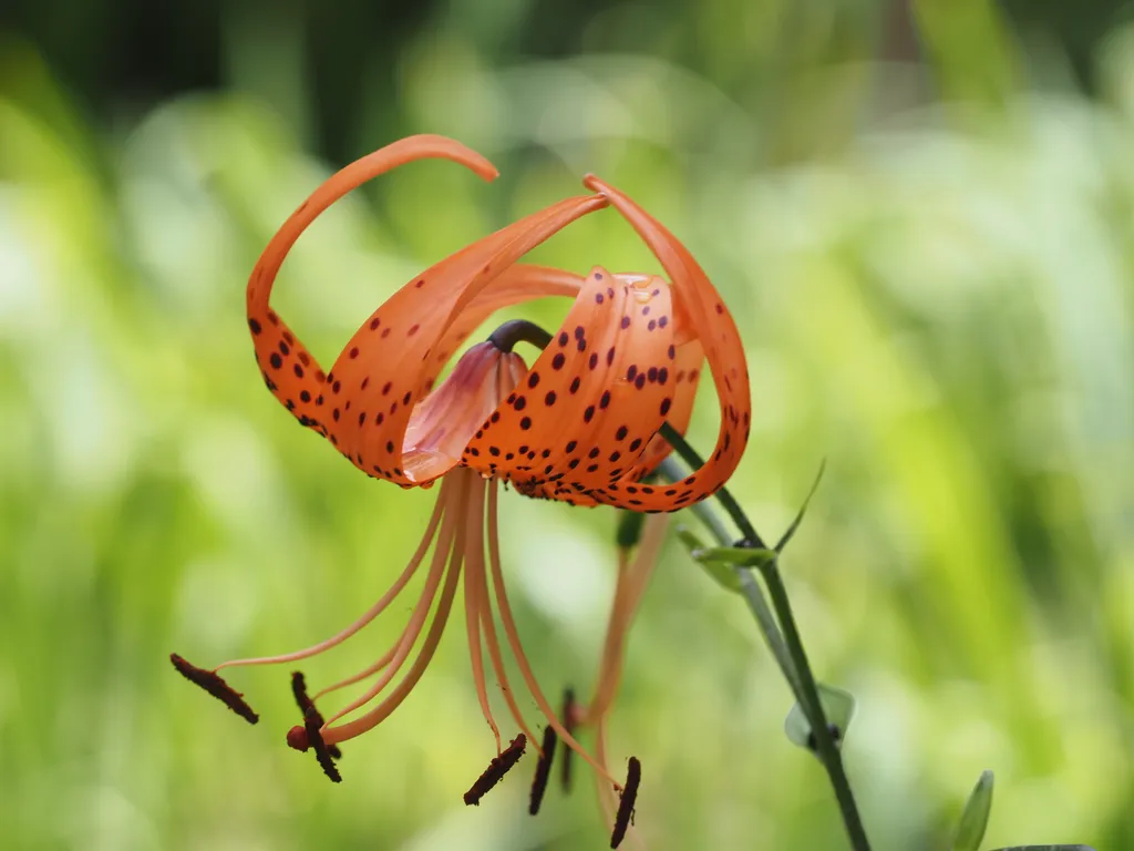 a speckled orange flower