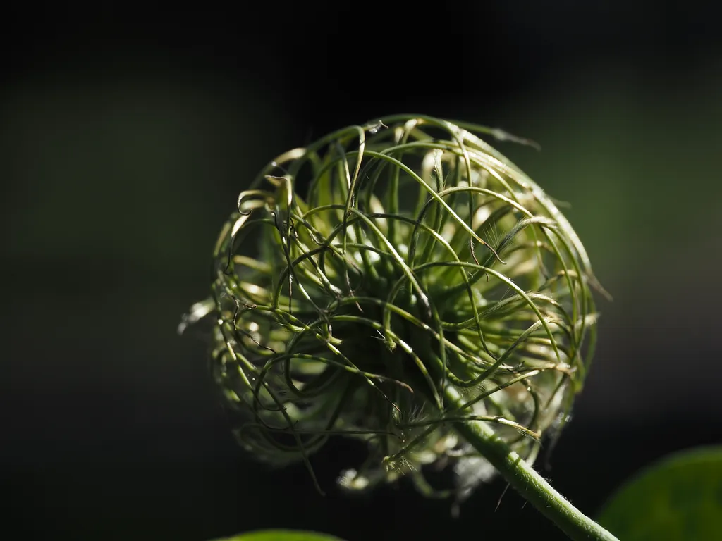 the whorl center of a former clematis flower