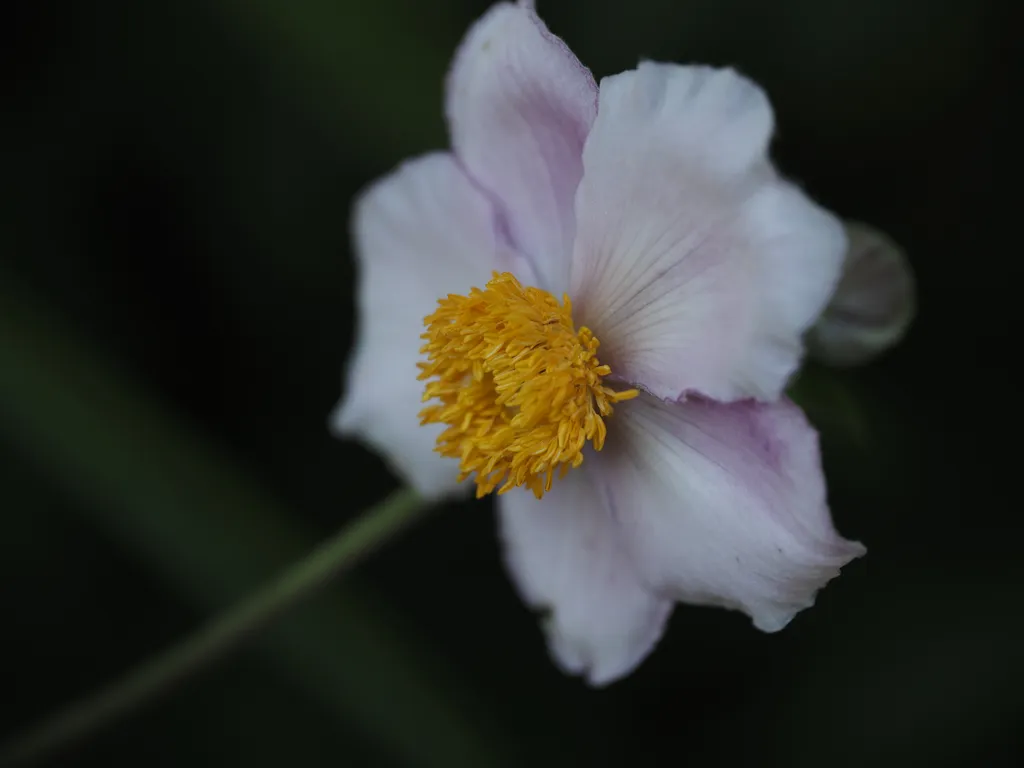 a pink flower