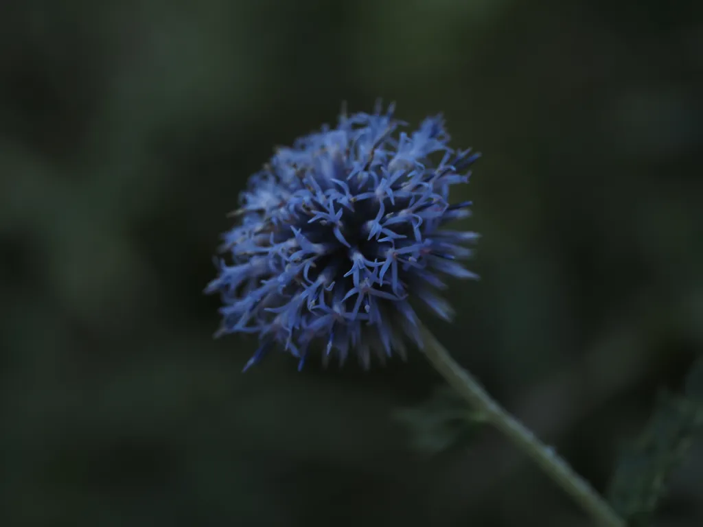 a blue flowering thistle