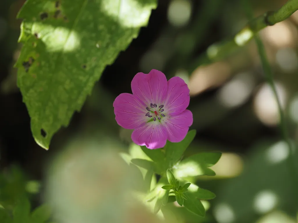 a small pink flower