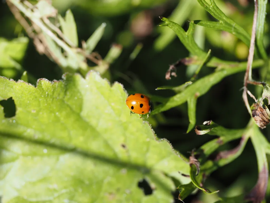 a ladybug on the edge of a leaf