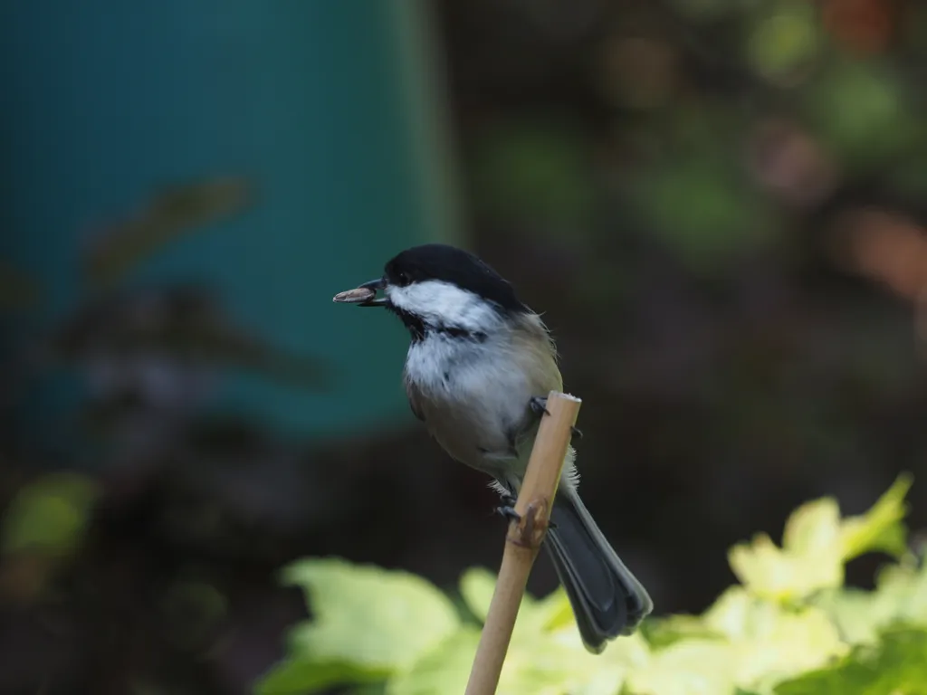 a bird perched with a seed in their mouth