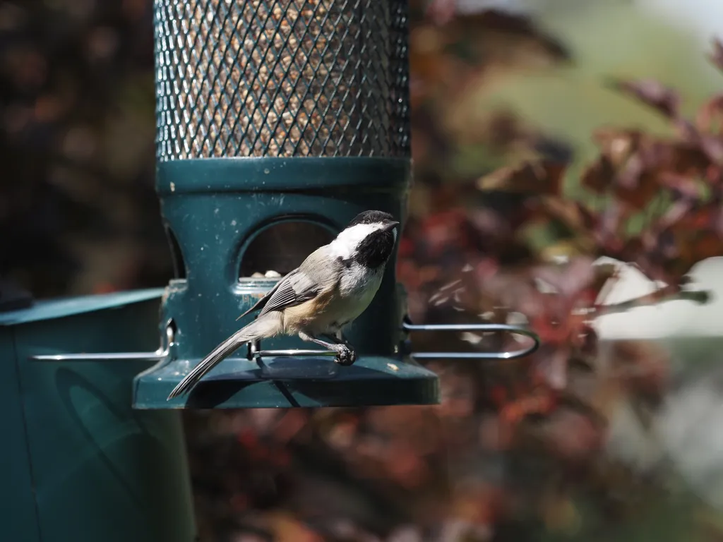 a bird at a feeder