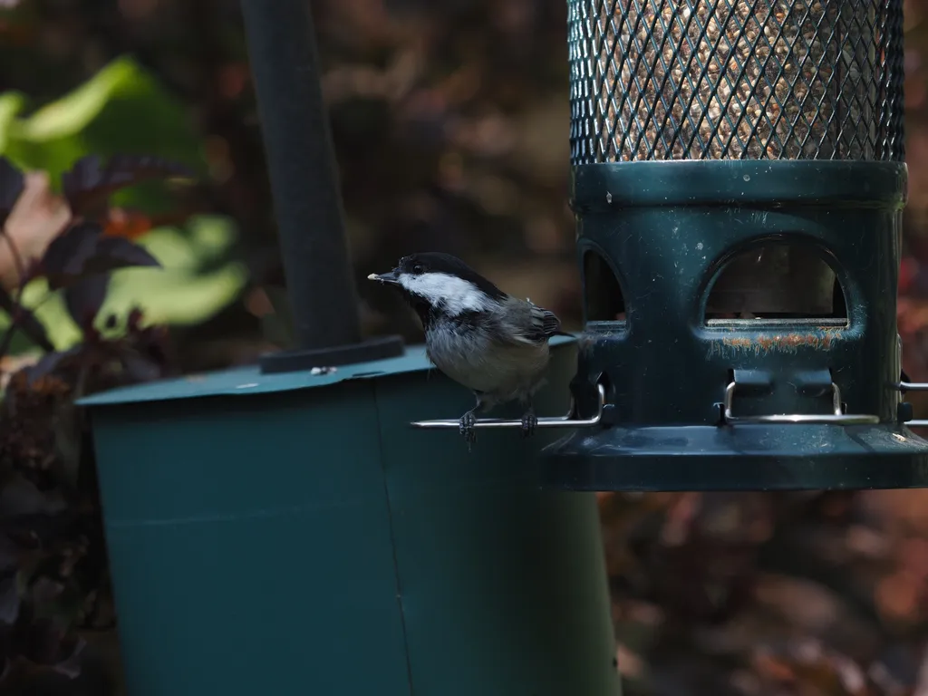 a bird at a feeder