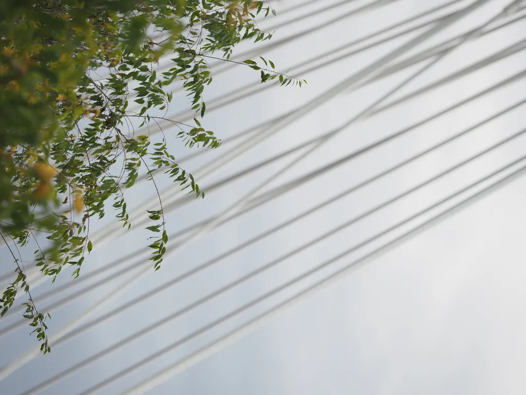 the cables of a suspension bridge visible behind a tree