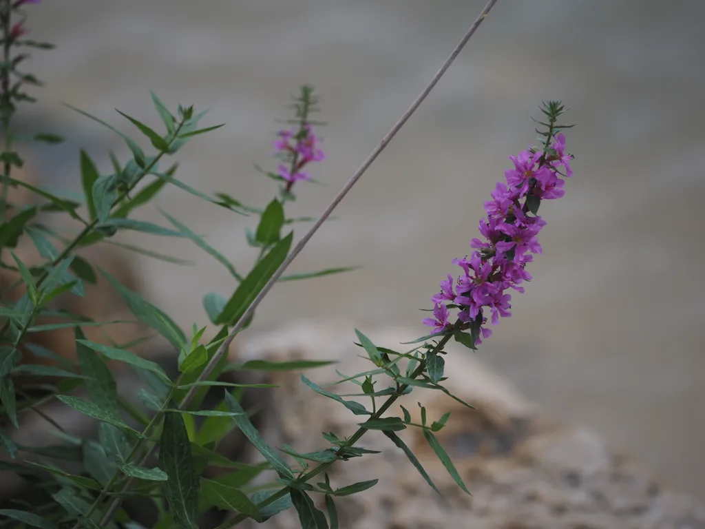 pink flowers by a river