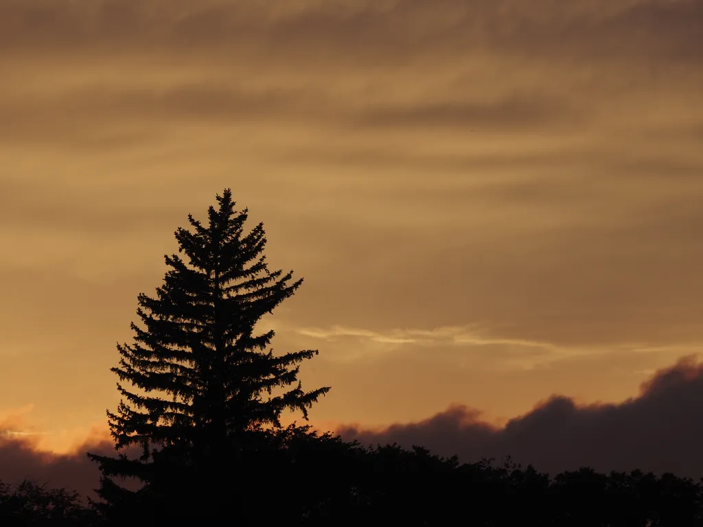 the sun setting behind some trees