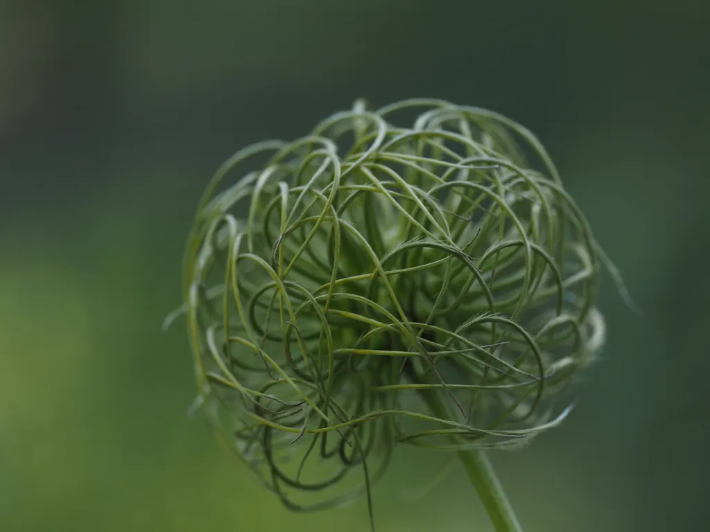 the whorl center of a former clematis flower