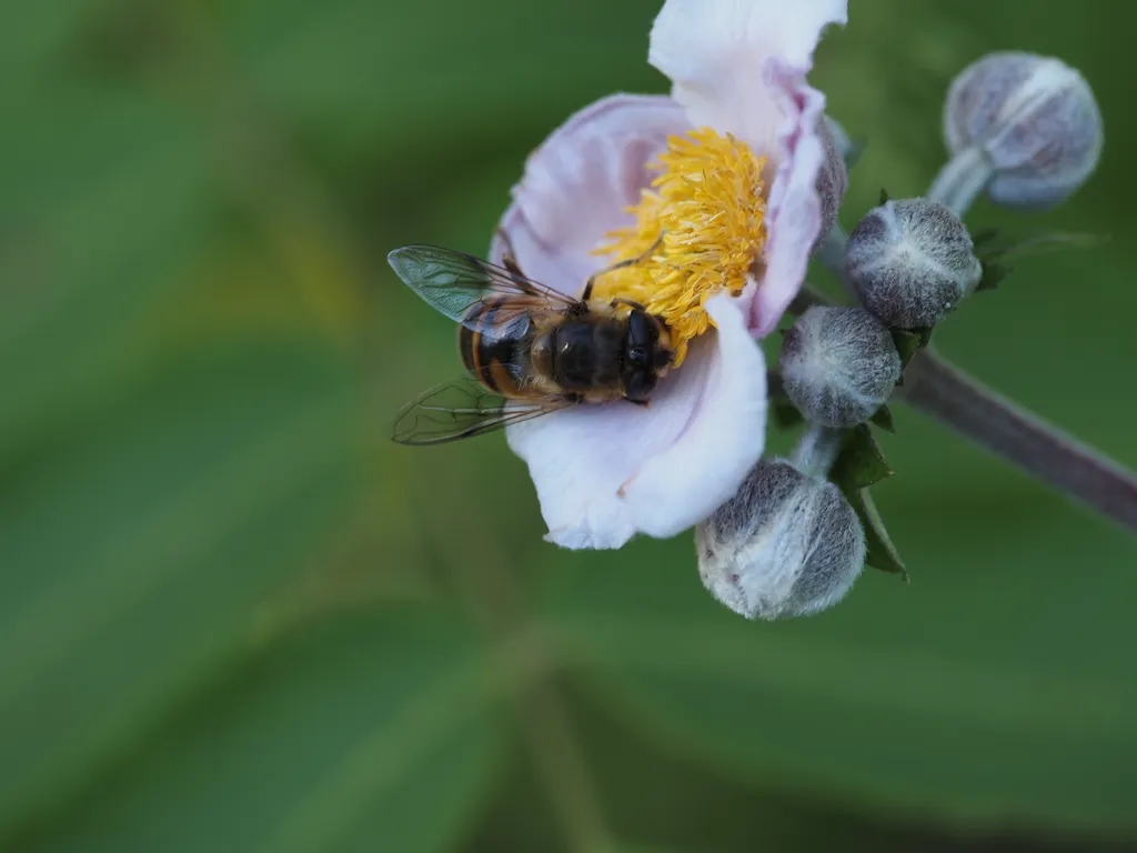 a bee-like fly visiting a pink flower