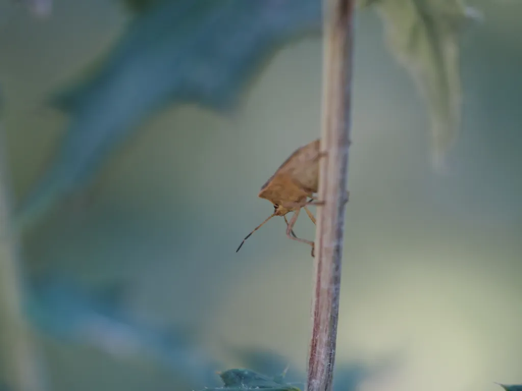 a stink bug on a plant