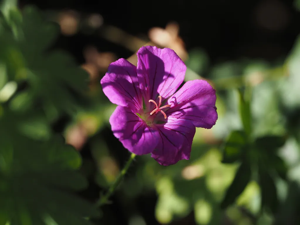 a small pink flower cast in shadow